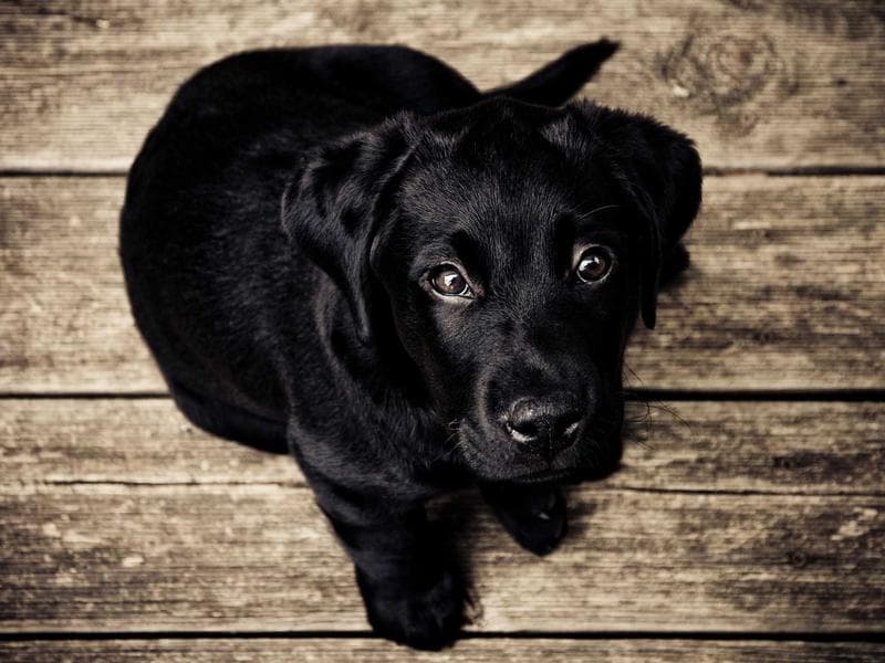 Pet Care & Walking